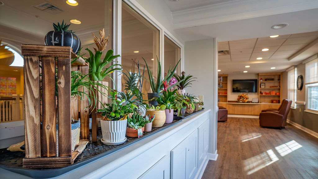 Indoor plants on a white cabinet
