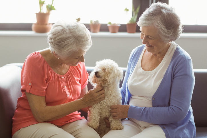 Two senior women sitting on a couch petting a small white poodle dog