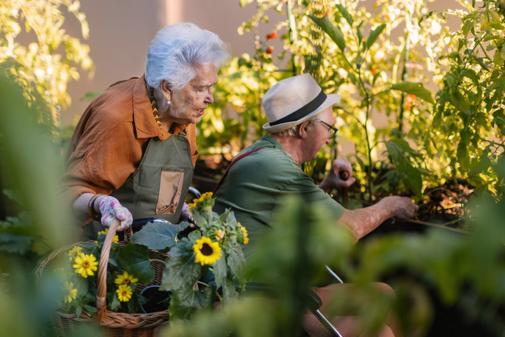 Senior couple gardening together in a sunny vegetable patch